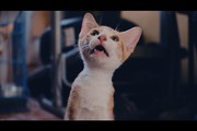 Cat Video Fest