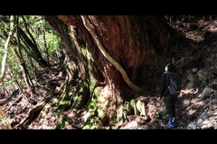 �X�ɒ��� Listen to the Forest