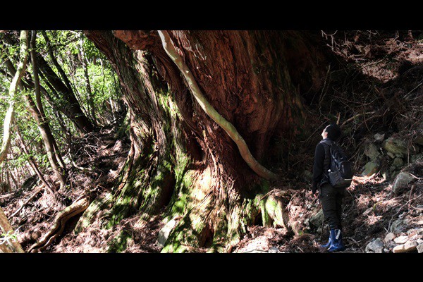 �X�ɒ��� Listen to the Forest